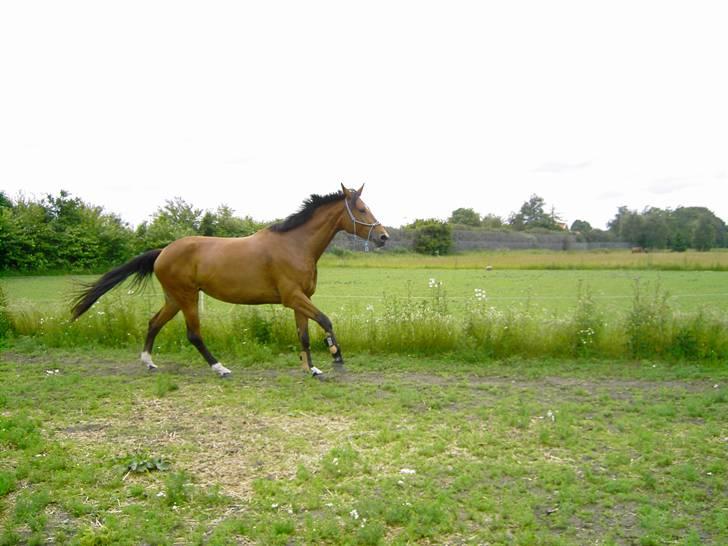 Cadi Din Giraf billede 7