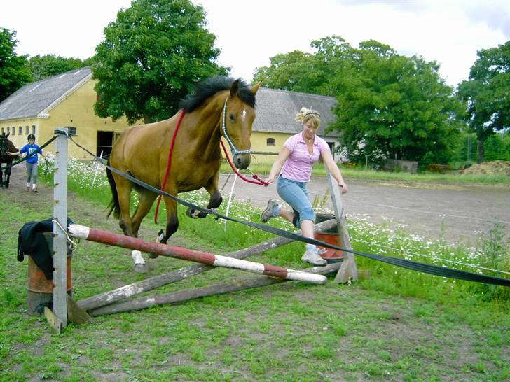 Cadi Din Giraf billede 8