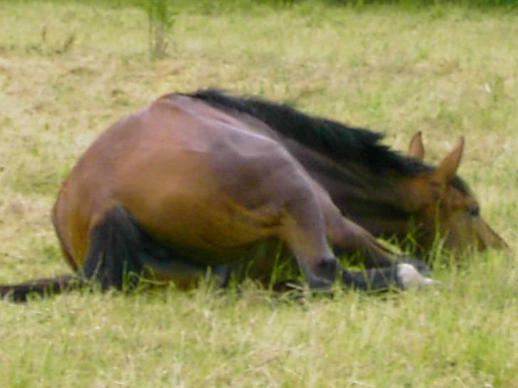 Cadi Din Giraf billede 9