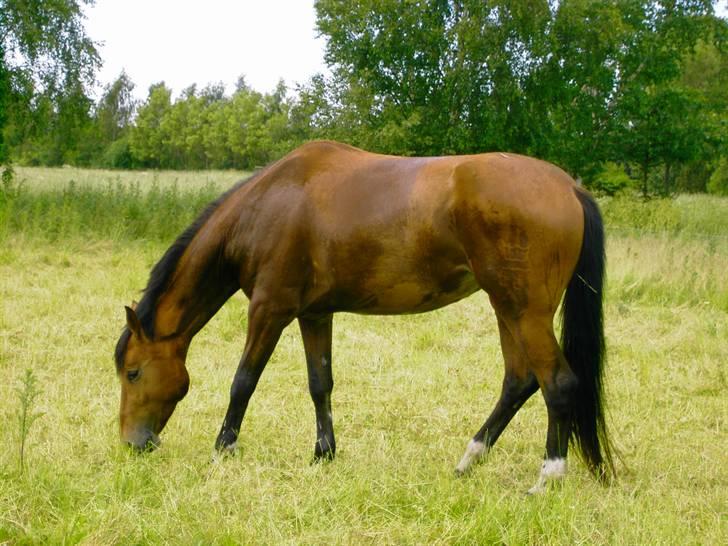 Cadi Din Giraf billede 10