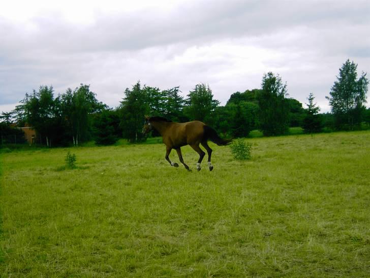 Cadi Din Giraf billede 13