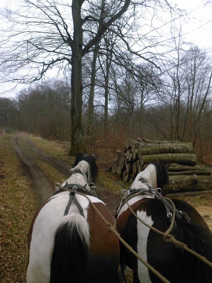 Min Familie og Vores Heste... - På en lille skov tur.. billede 40