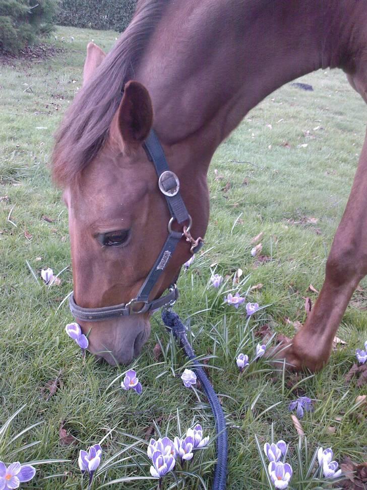 Min Familie og Vores Heste... - Min Cheri... Påske billede 41
