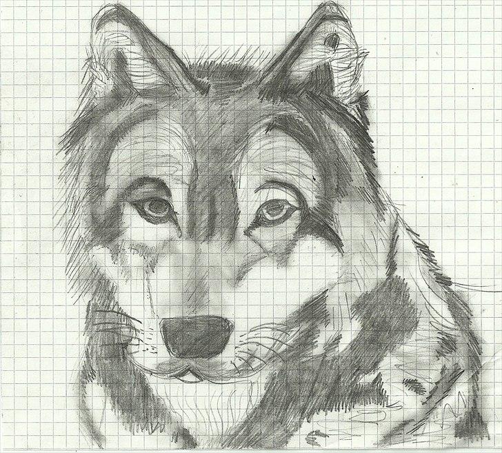 Tegninger :D   - Gammel tegning af ulv :) Før jeg begyndte at tegne menneskeprofil tegninger xDDDD

Nok engang i efteråret 2010 :P billede 347