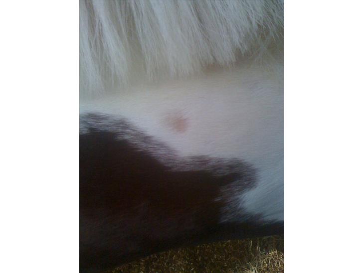 {{currentPhoto.altText}} billede {{currentPhoto.number}}