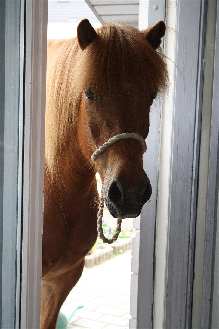 Vores bette hest var en tur inden for :D billede 1