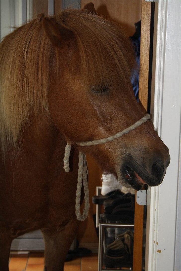 Vores bette hest var en tur inden for :D billede 2