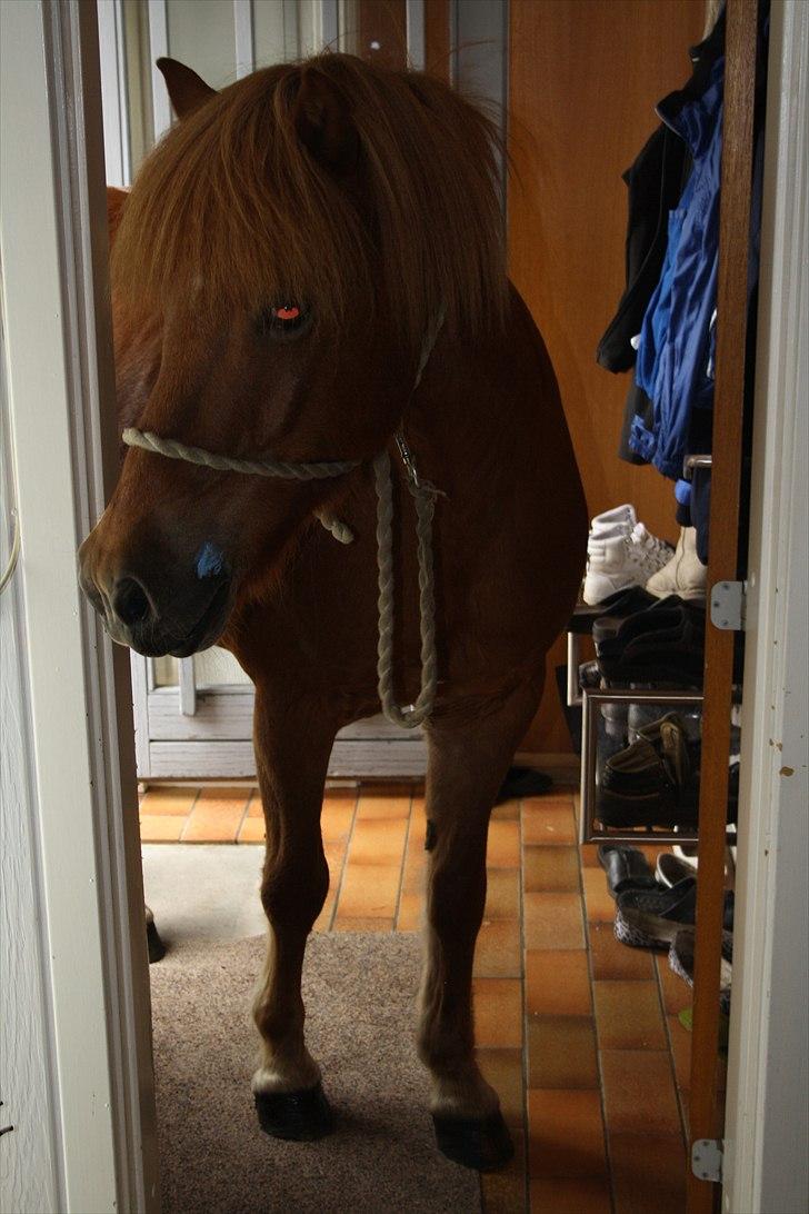 Vores bette hest var en tur inden for :D billede 3