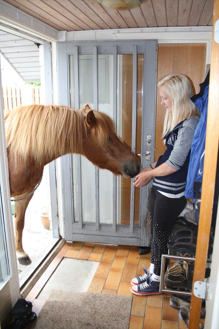 Vores bette hest var en tur inden for :D billede 4