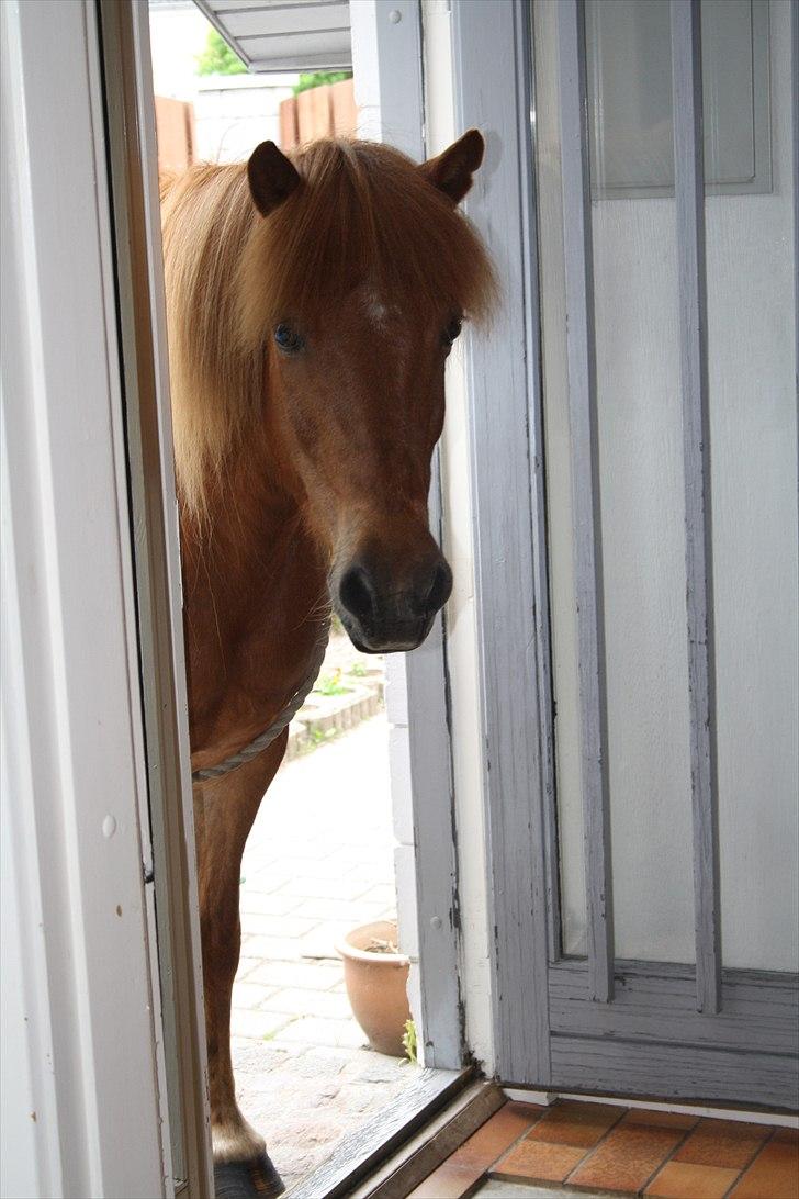 Vores bette hest var en tur inden for :D billede 6