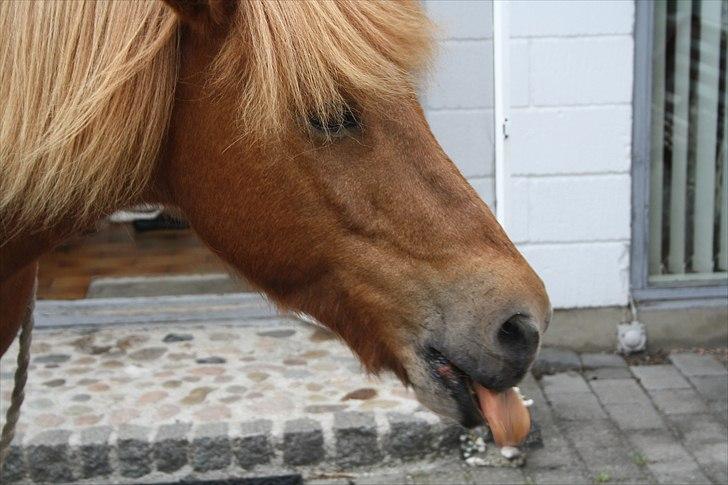 Vores bette hest var en tur inden for :D billede 21