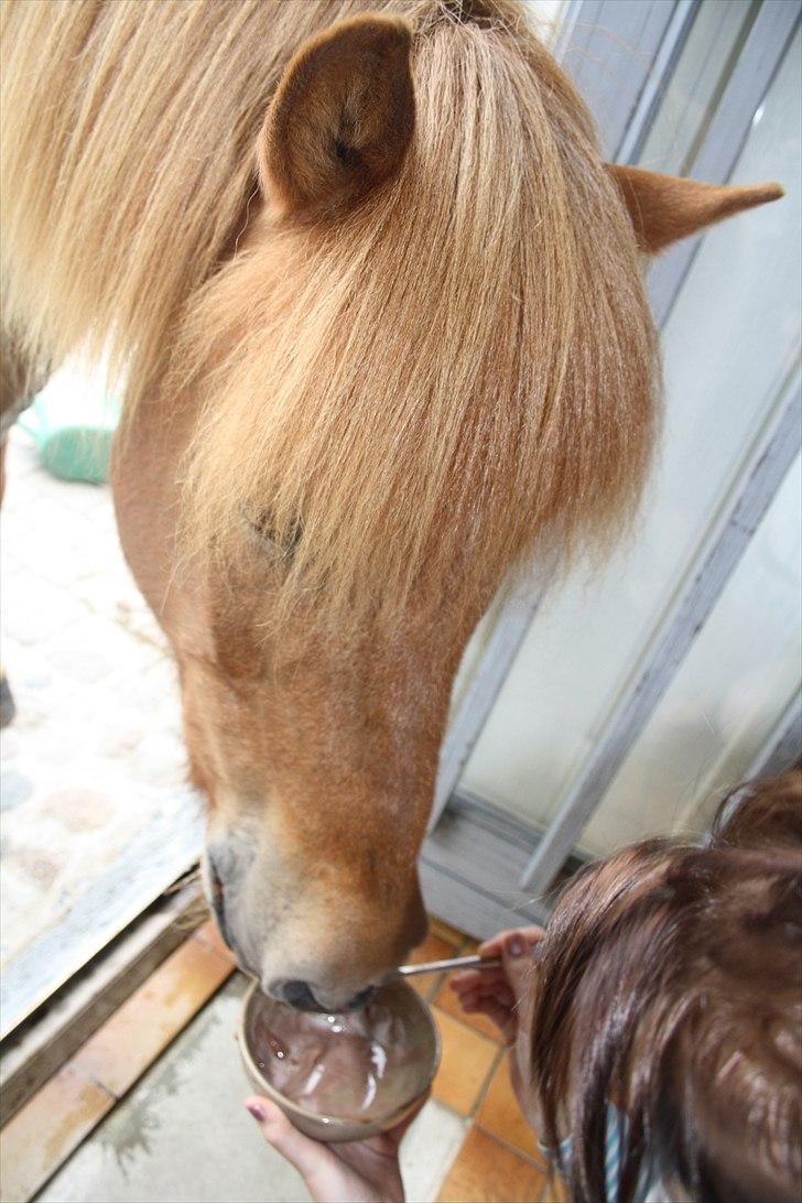 Vores bette hest var en tur inden for :D billede 23