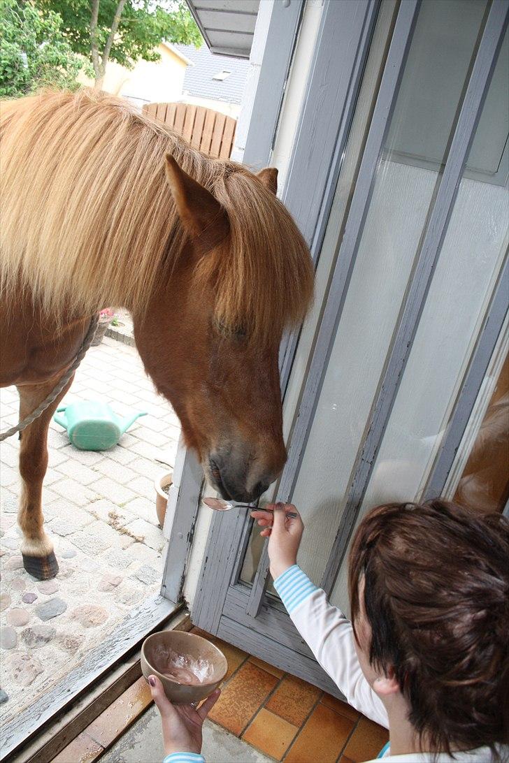 Vores bette hest var en tur inden for :D billede 26