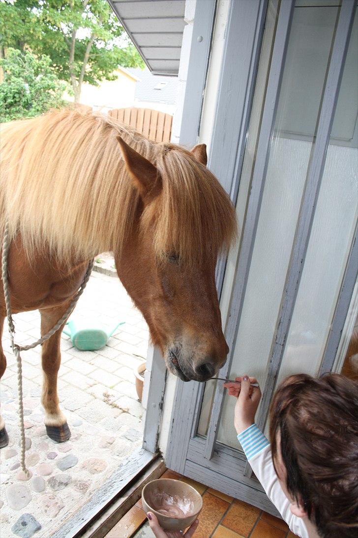 Vores bette hest var en tur inden for :D billede 27