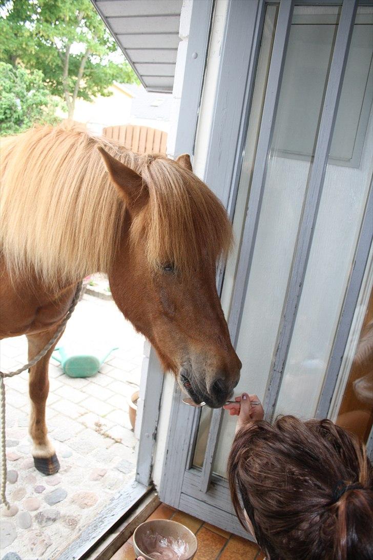 Vores bette hest var en tur inden for :D billede 28