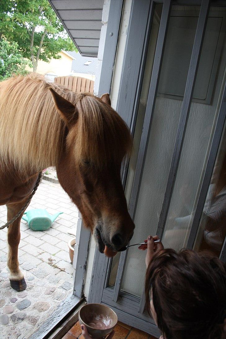 Vores bette hest var en tur inden for :D billede 29