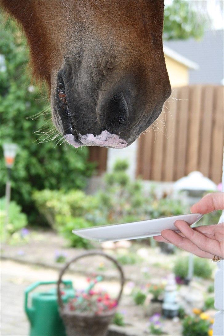 Vores bette hest var en tur inden for :D billede 33