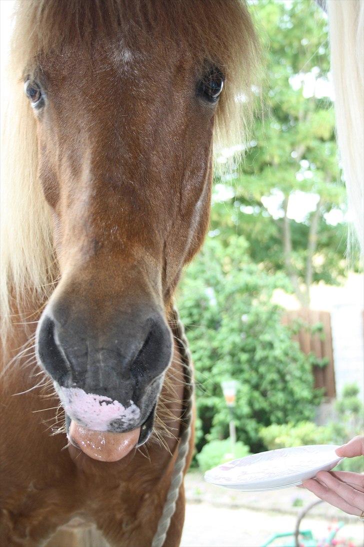 Vores bette hest var en tur inden for :D billede 34