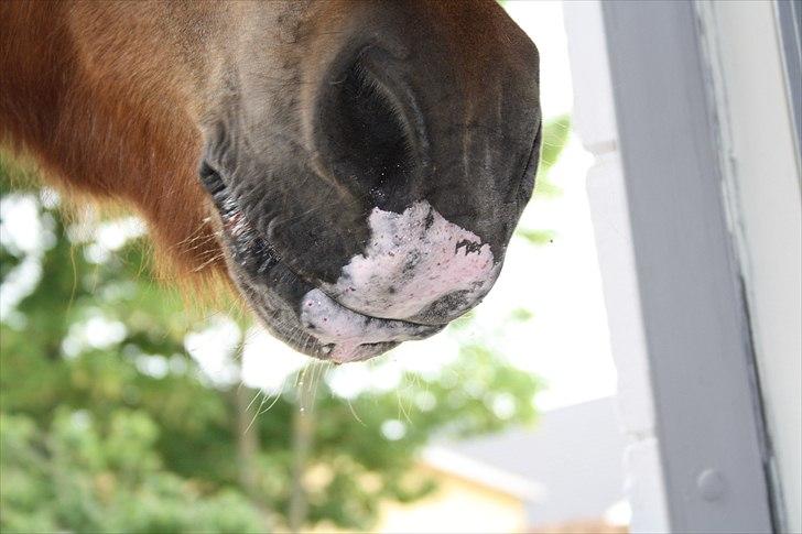 Vores bette hest var en tur inden for :D billede 35