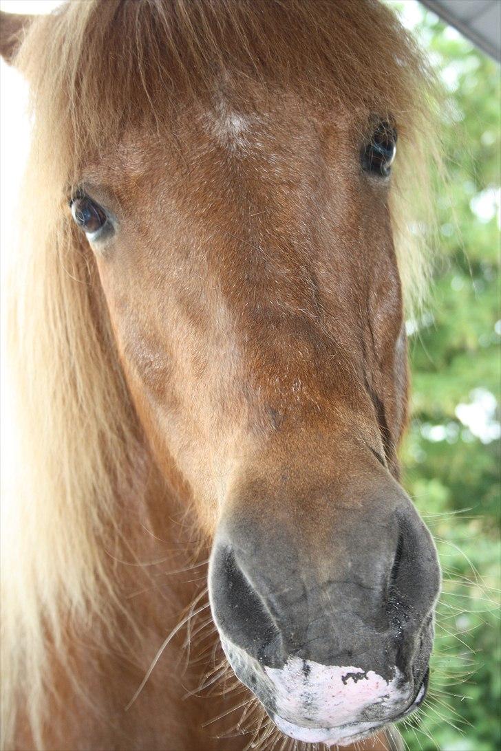 Vores bette hest var en tur inden for :D billede 36