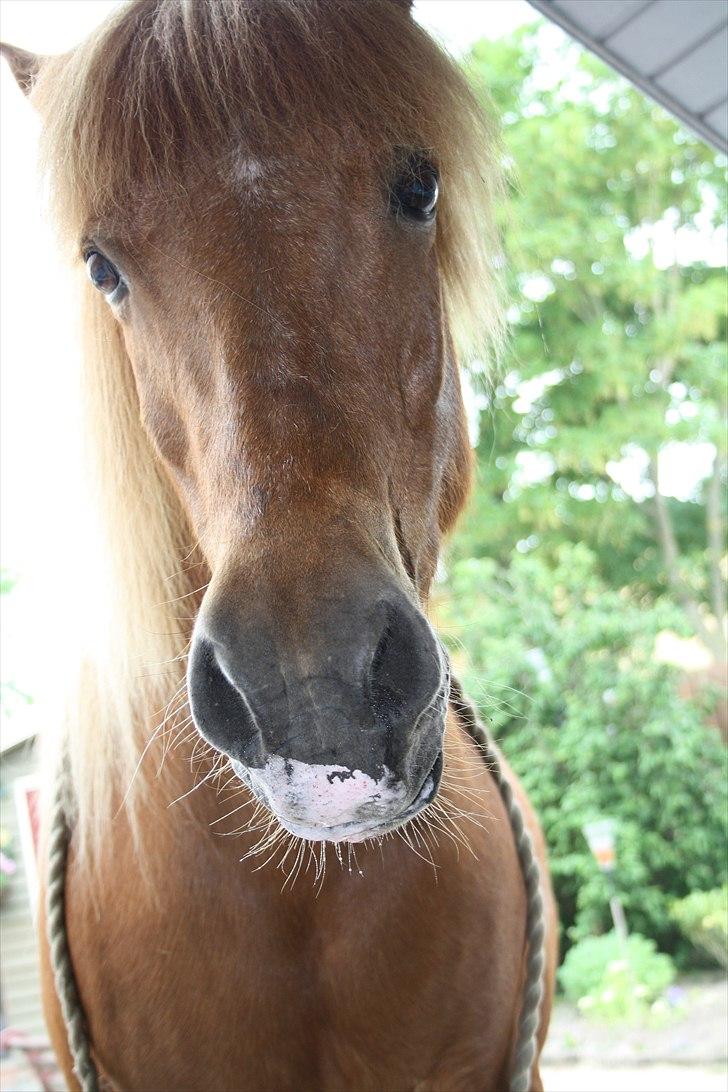 Vores bette hest var en tur inden for :D billede 37