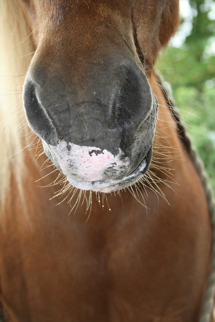 Vores bette hest var en tur inden for :D billede 38