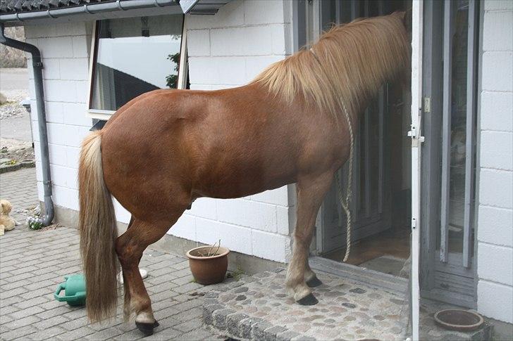 Vores bette hest var en tur inden for :D billede 39