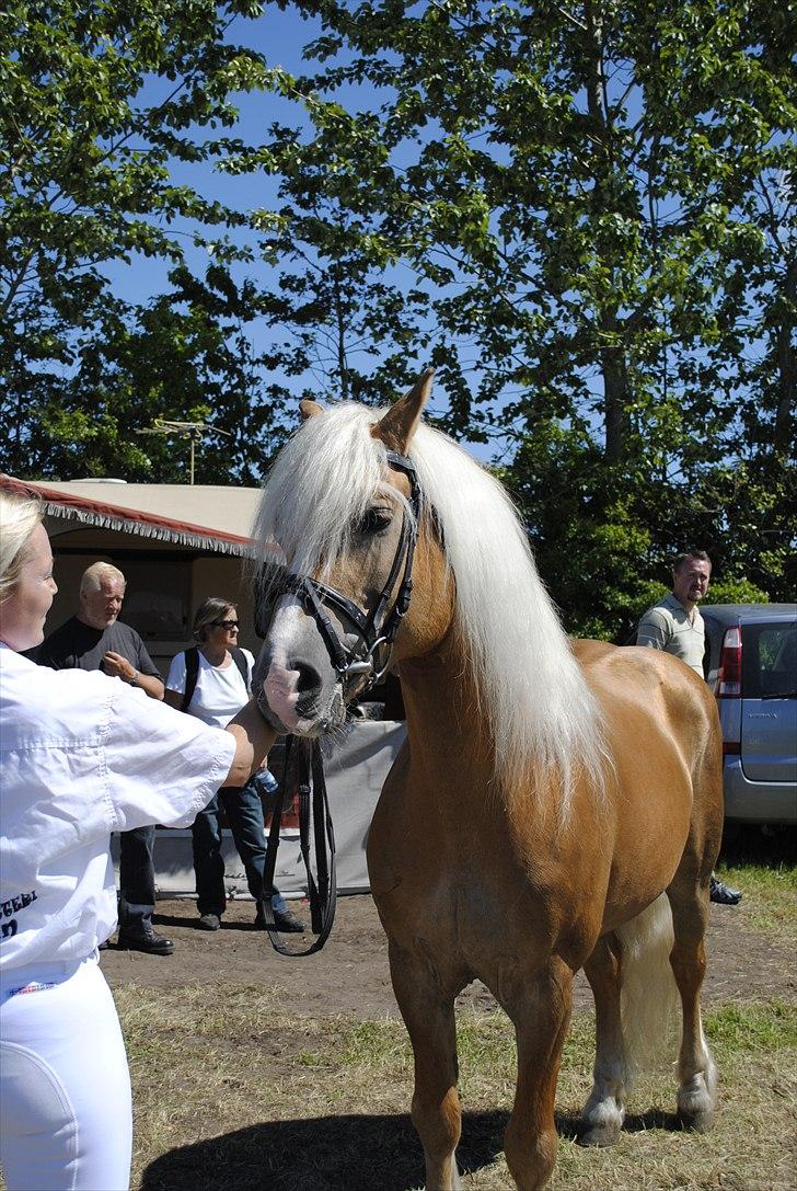 Hjallerup marked | Hingste opvisning | Lukas og jeg billede 5