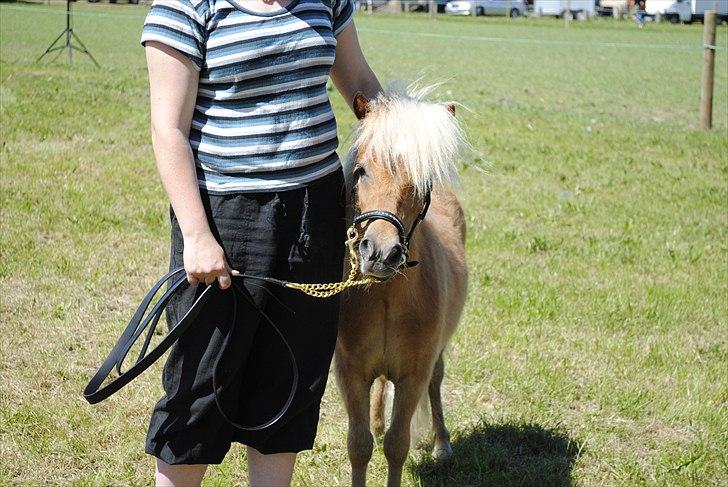 Hjallerup marked | Hingste opvisning | Lukas og jeg billede 6