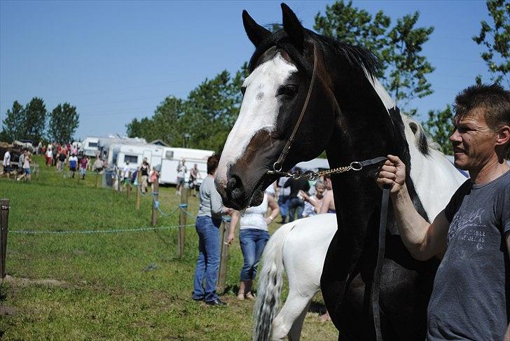 Hjallerup marked | Hingste opvisning | Lukas og jeg billede 7