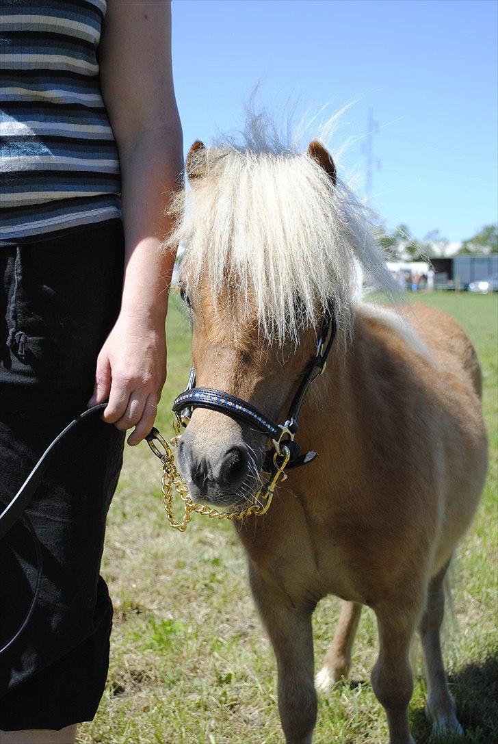 Hjallerup marked | Hingste opvisning | Lukas og jeg billede 8