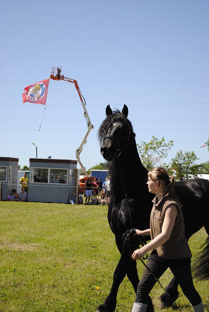 Hjallerup marked | Hingste opvisning | Lukas og jeg billede 9
