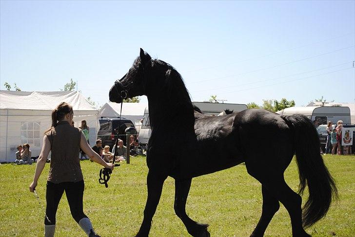 Hjallerup marked | Hingste opvisning | Lukas og jeg billede 10