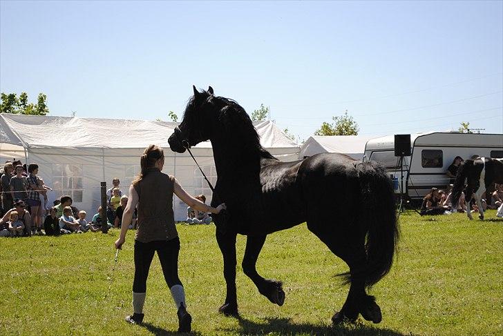 Hjallerup marked | Hingste opvisning | Lukas og jeg billede 11