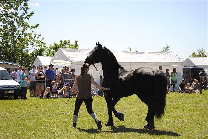 Hjallerup marked | Hingste opvisning | Lukas og jeg billede 12