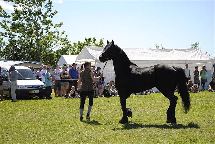 Hjallerup marked | Hingste opvisning | Lukas og jeg billede 13