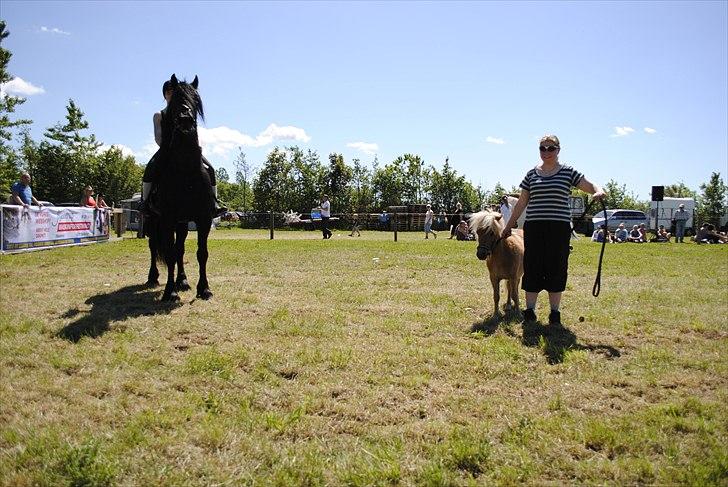 Hjallerup marked | Hingste opvisning | Lukas og jeg billede 14