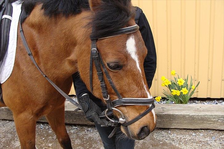 Stævne på Rankegården billede 11