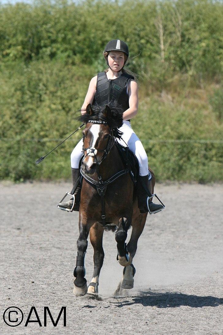 11/06 - 11 | Dragør Stor Magleby Rideklub - spring billede 3