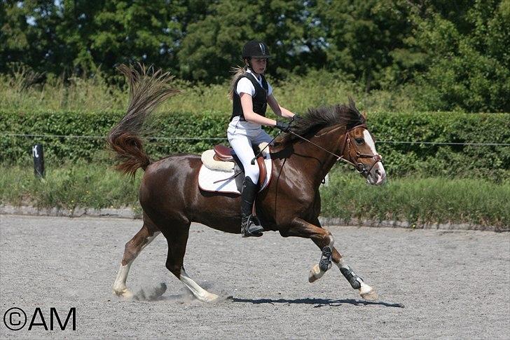 11/06 - 11 | Dragør Stor Magleby Rideklub - spring billede 8