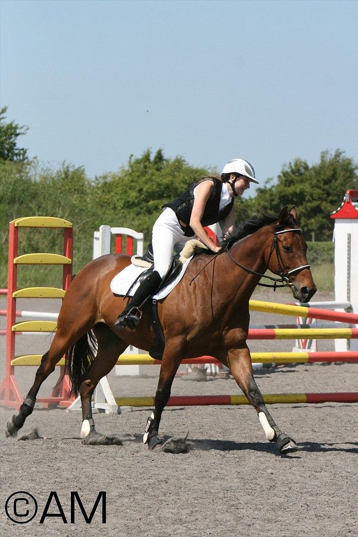 11/06 - 11 | Dragør Stor Magleby Rideklub - spring billede 31