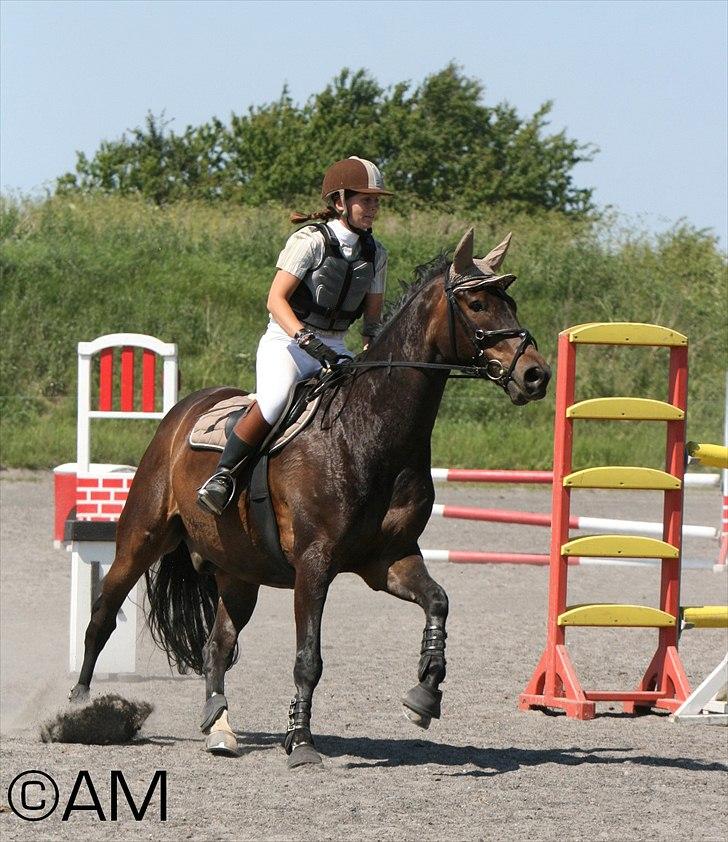 11/06 - 11 | Dragør Stor Magleby Rideklub - spring billede 39