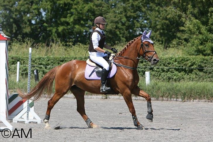 11/06 - 11 | Dragør Stor Magleby Rideklub - spring billede 50