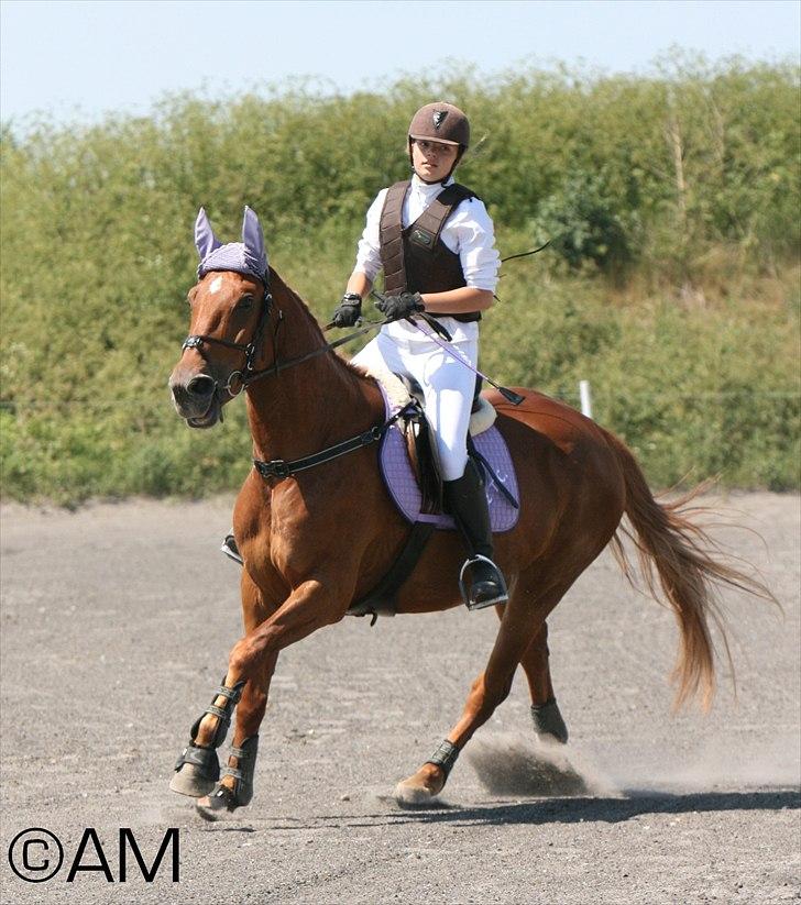 11/06 - 11 | Dragør Stor Magleby Rideklub - spring billede 52