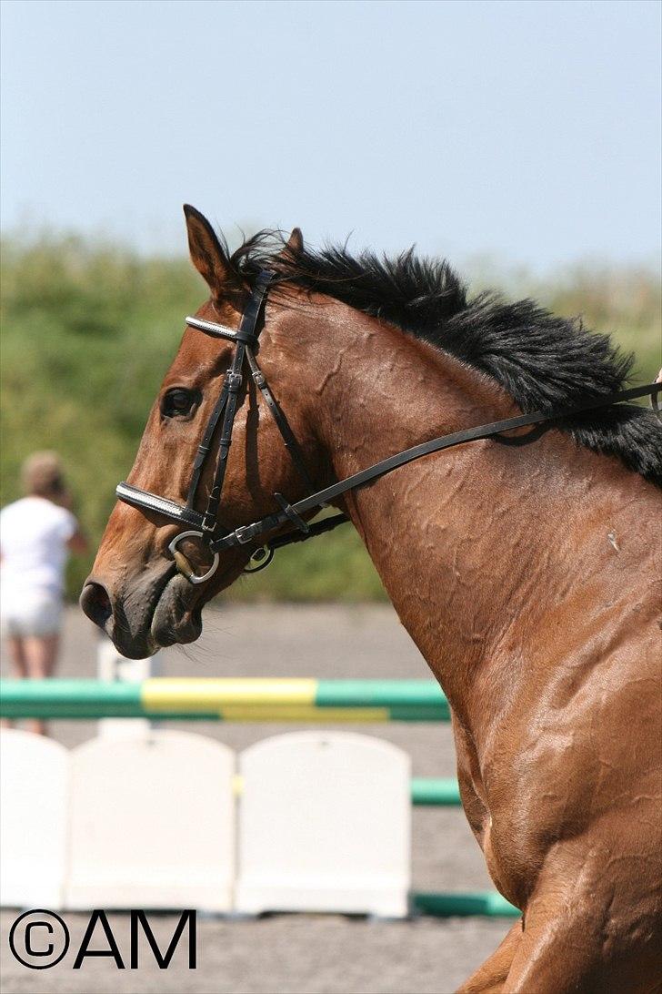 11/06 - 11 | Dragør Stor Magleby Rideklub - spring billede 57