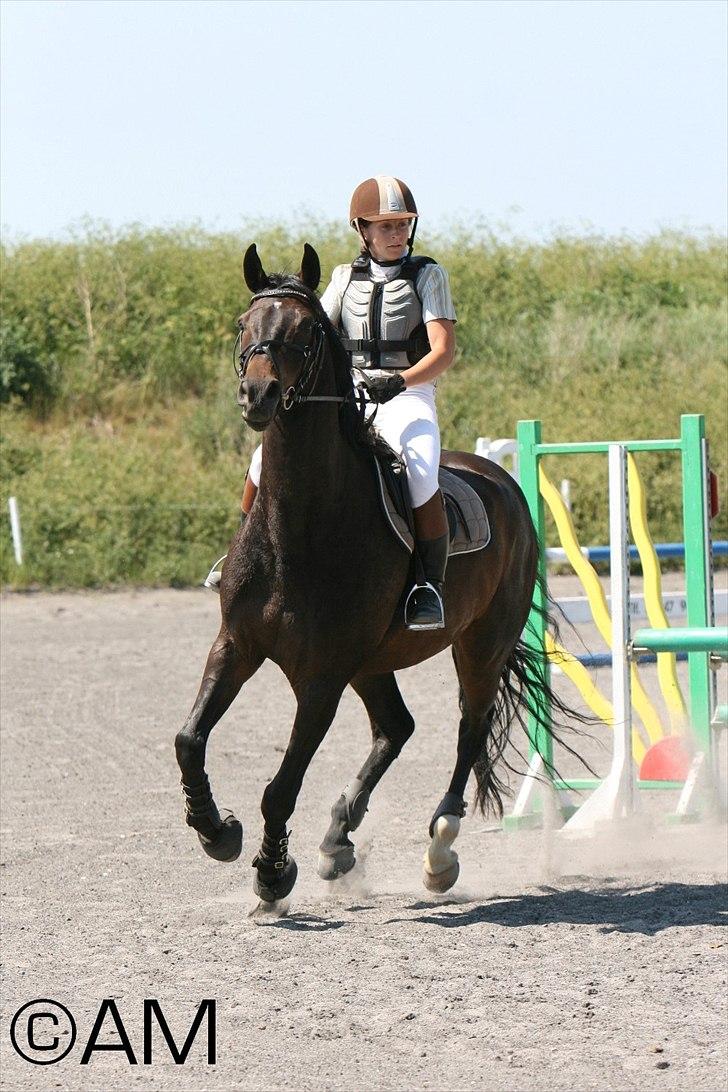 11/06 - 11 | Dragør Stor Magleby Rideklub - spring billede 64