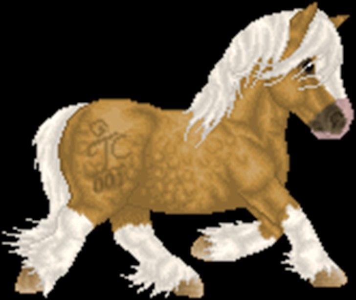 Net-Hesten - HT - Heste - Irish cob - til mit avlsforbund. billede 2