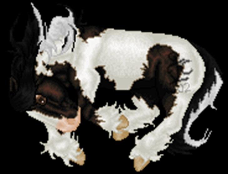 Net-Hesten - HT - Heste - Irish cob - til mit avlsforbund. billede 3