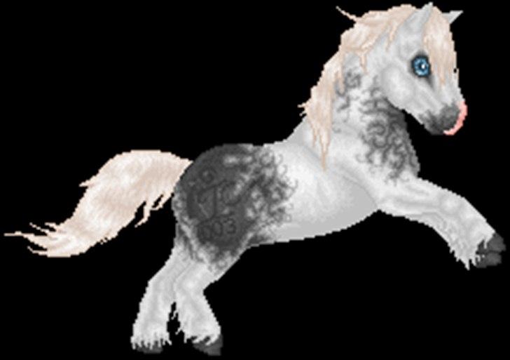 Net-Hesten - HT - Heste - Irish cob - til mit avlsforbund. billede 4