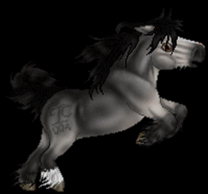 Net-Hesten - HT - Heste - Irish cob - til mit avlsforbund. billede 5